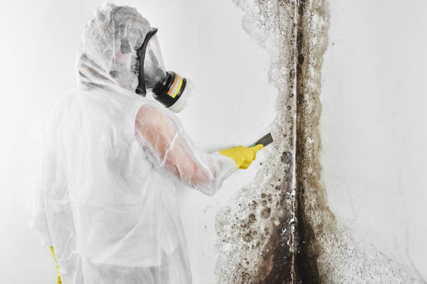 Best Certified Mold Removal  in Port Ewen, NY