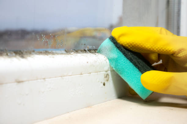 Best Commercial Mold Removal  in Port Ewen, NY