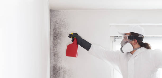 Best Mold Testing  in Port Ewen, NY