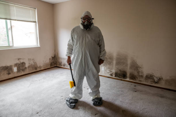 Best Local Mold Removal Service  in Port Ewen, NY