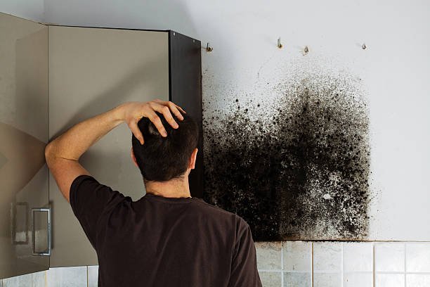 Best Mold Cleaning Services  in Port Ewen, NY
