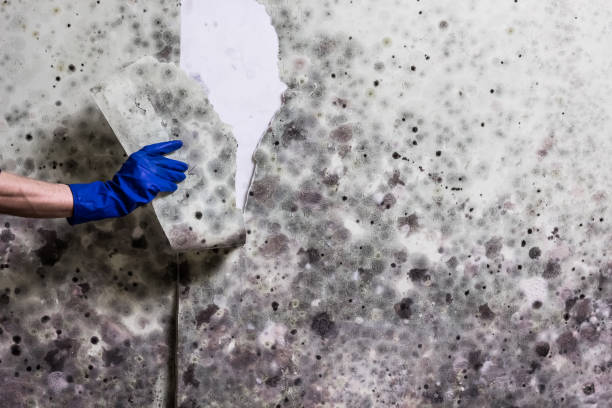 Best Emergency Mold Removal  in Port Ewen, NY